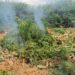 Ação conjunta erradica 2 mil pés de maconha em ilha no Rio São Francisco