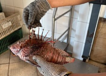 Porto Seguro avança no enfrentamento ao peixe-leão